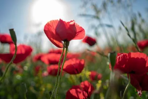 Fields of blooming poppy Stock Photos