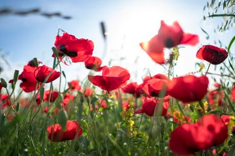 Fields of blooming poppy Stock Photos
