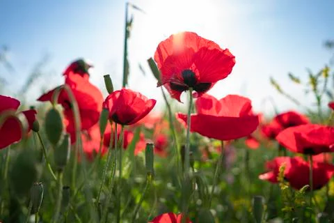 Fields of blooming poppy Photos