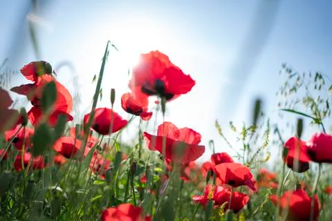 Fields of blooming poppy Stock Photos