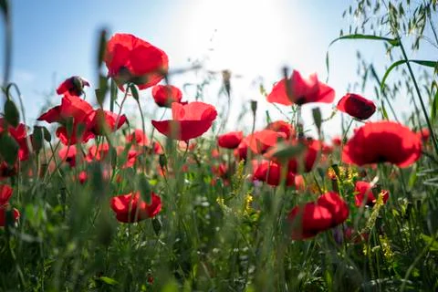 Fields of blooming poppy Stock Photos