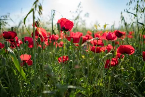 Fields of blooming poppy Stock Photos
