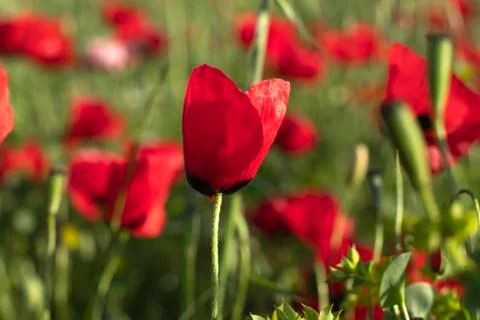 Fields of blooming poppy Stock Photos