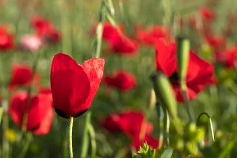 Fields of blooming poppy Stock Photos