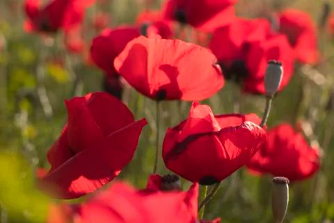 Fields of blooming poppy Stock Photos