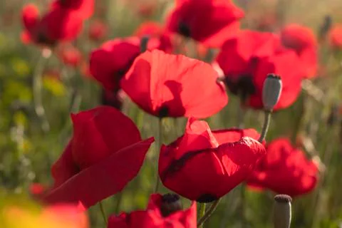 Fields of blooming poppy Stock Photos