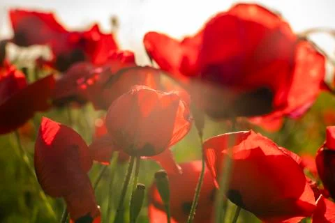 Fields of blooming poppy Stock Photos
