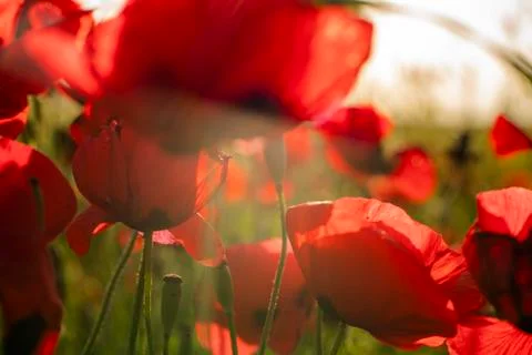 Fields of blooming poppy Stock Photos