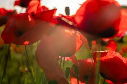 Fields of blooming poppy Photos