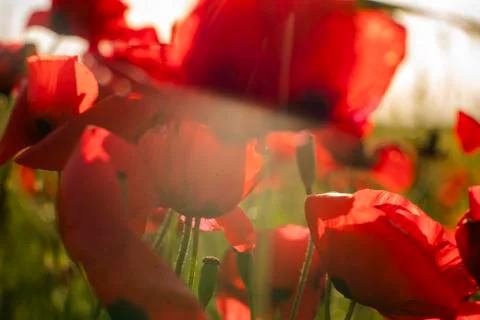 Fields of blooming poppy Stock Photos