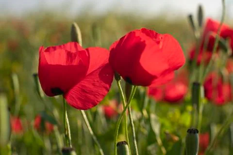 Fields of blooming poppy Stock Photos