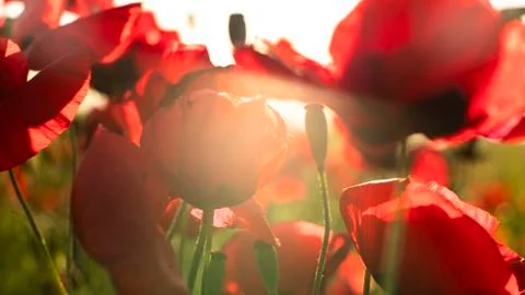 Fields of blooming poppy Stock Photos