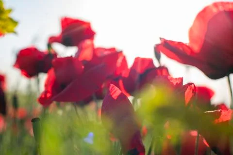 Fields of blooming poppy Stock Photos