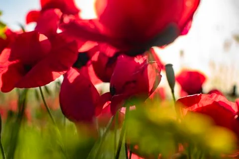 Fields of blooming poppy Photos