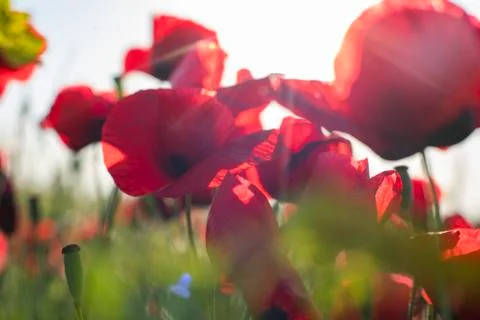 Fields of blooming poppy Stock Photos