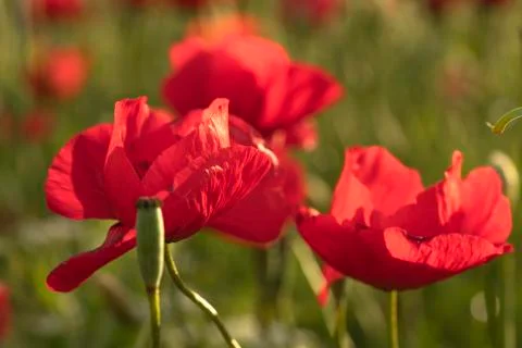 Fields of blooming poppy Stock Photos