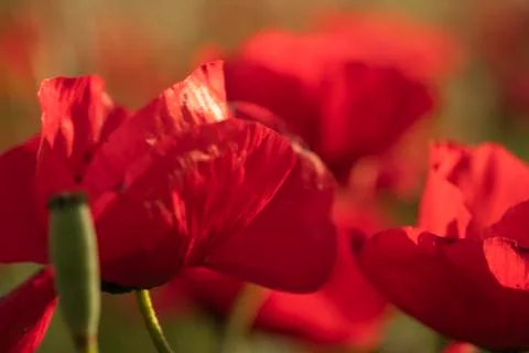 Fields of blooming poppy Stock Photos