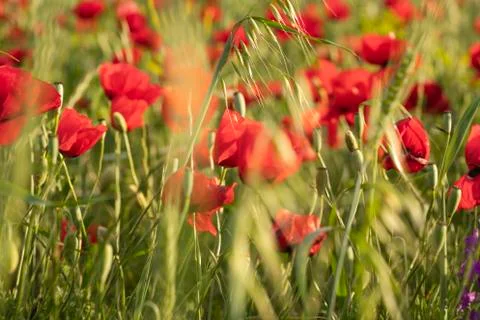 Fields of blooming poppy Stock Photos