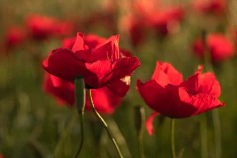 Fields of blooming poppy Stock Photos