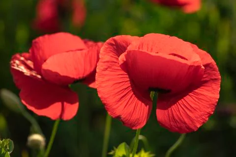 Fields of blooming poppy Stock Photos