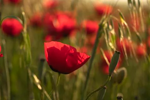 Fields of blooming poppy Stock Photos