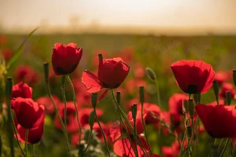 Fields of blooming poppy Photos