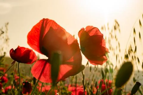 Fields of blooming poppy Stock Photos