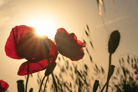 Fields of blooming poppy Stock Photos