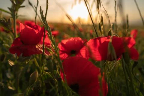 Fields of blooming poppy Stock Photos