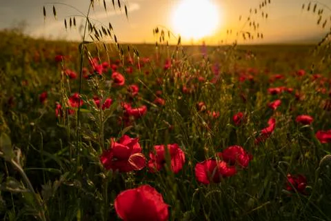 Fields of blooming poppy Stock Photos