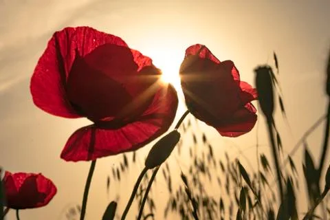 Fields of blooming poppy Stock Photos