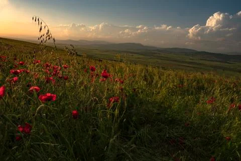 Fields of blooming poppy Stock Photos