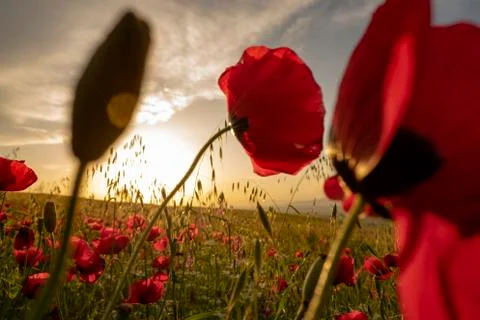 Fields of blooming poppy Stock Photos