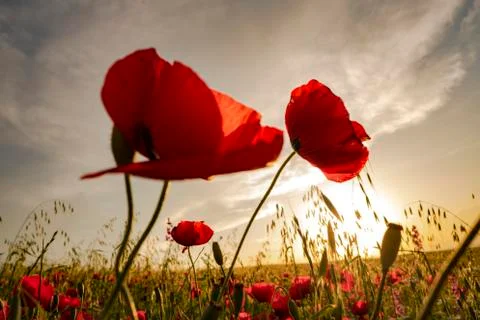Fields of blooming poppy Stock Photos