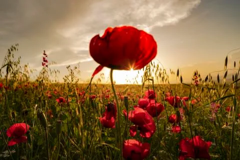 Fields of blooming poppy Photos