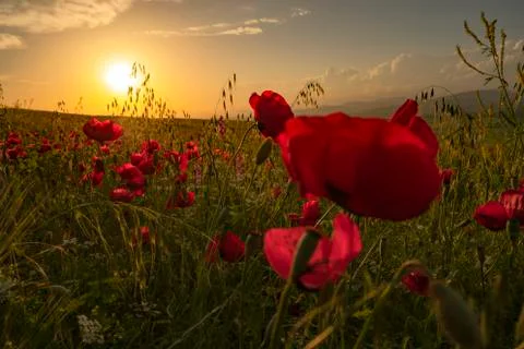 Fields of blooming poppy Photos