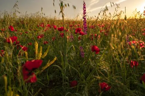 Fields of blooming poppy Stock Photos