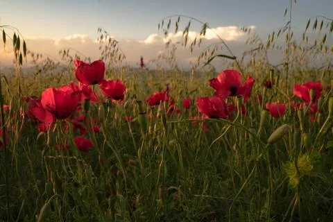 Fields of blooming poppy Stock Photos