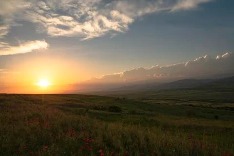 Fields of blooming poppy Stock Photos