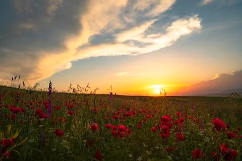 Fields of blooming poppy Stock Photos