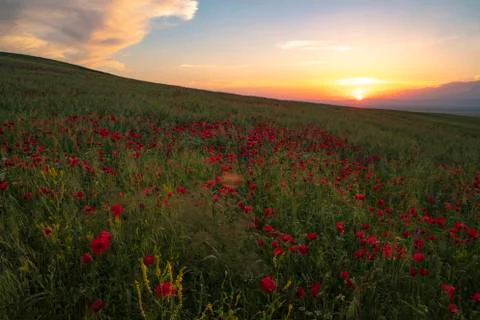 Fields of blooming poppy Stock Photos