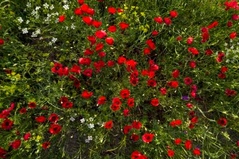 Fields of blooming poppy Stock Photos