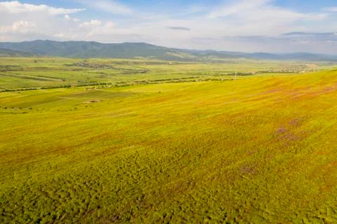 Fields of blooming poppy Stock Photos