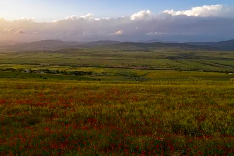 Fields of blooming poppy Stock Photos