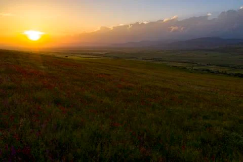 Fields of blooming poppy Photos
