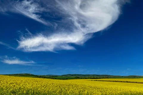 Fields with blooming rapeseed under cloudy sky Foto stock