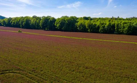 Fields of blooming red clover. Trifolium incarnatum field . Red crimson clove Stock Photos