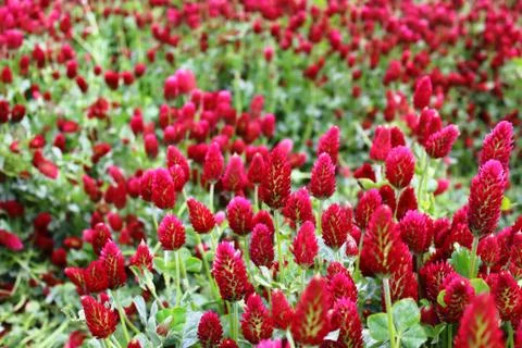 Fields of blooming red clover.Red clover and green leaves close up. Stock Photos