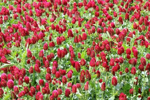 Fields of blooming red clover.Red clover and green leaves close up. Stock Photos