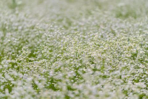 Fields of blooming white flowers dance gently under a soft breeze on a tran.. Stock Photos